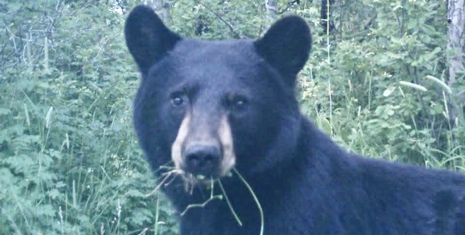 Ridgeline Wilderness — Bear — a Colorado black bear taken on a fall hunt