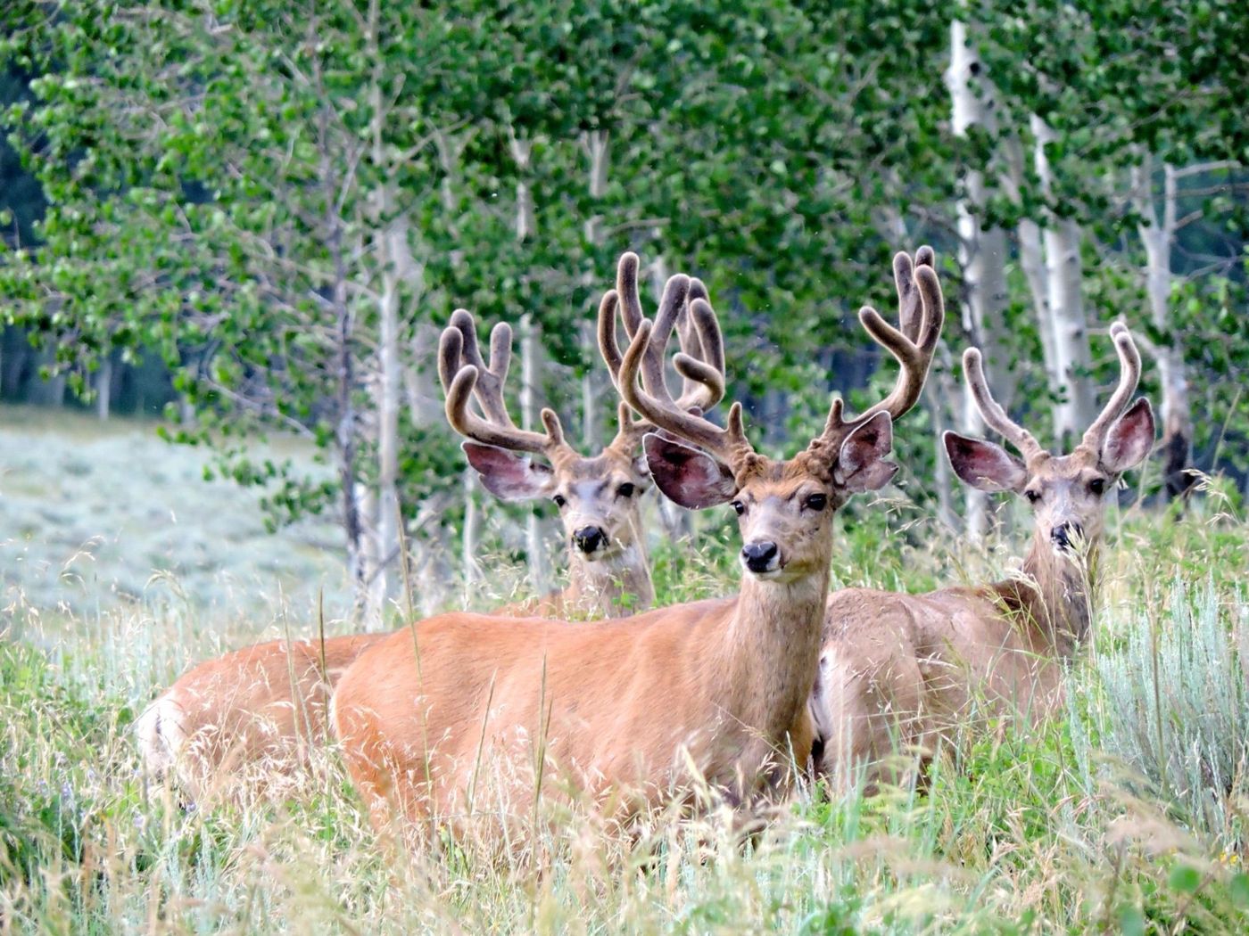 Ridgeline Wilderness — Scenery — Colorado Western Slope hunt