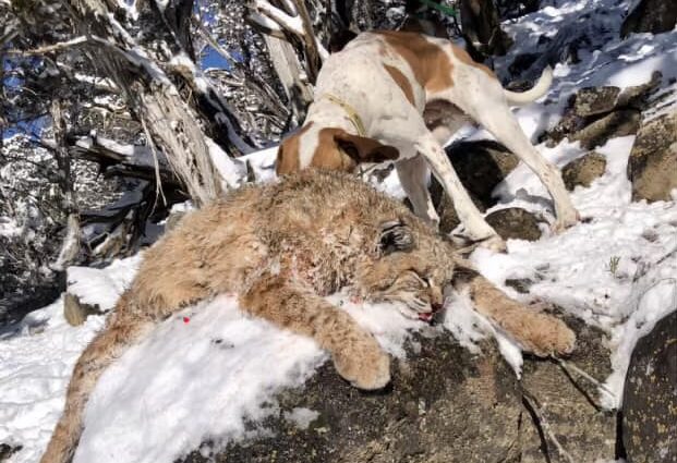 Colorado bobcat taken over hounds on a winter predator hunt