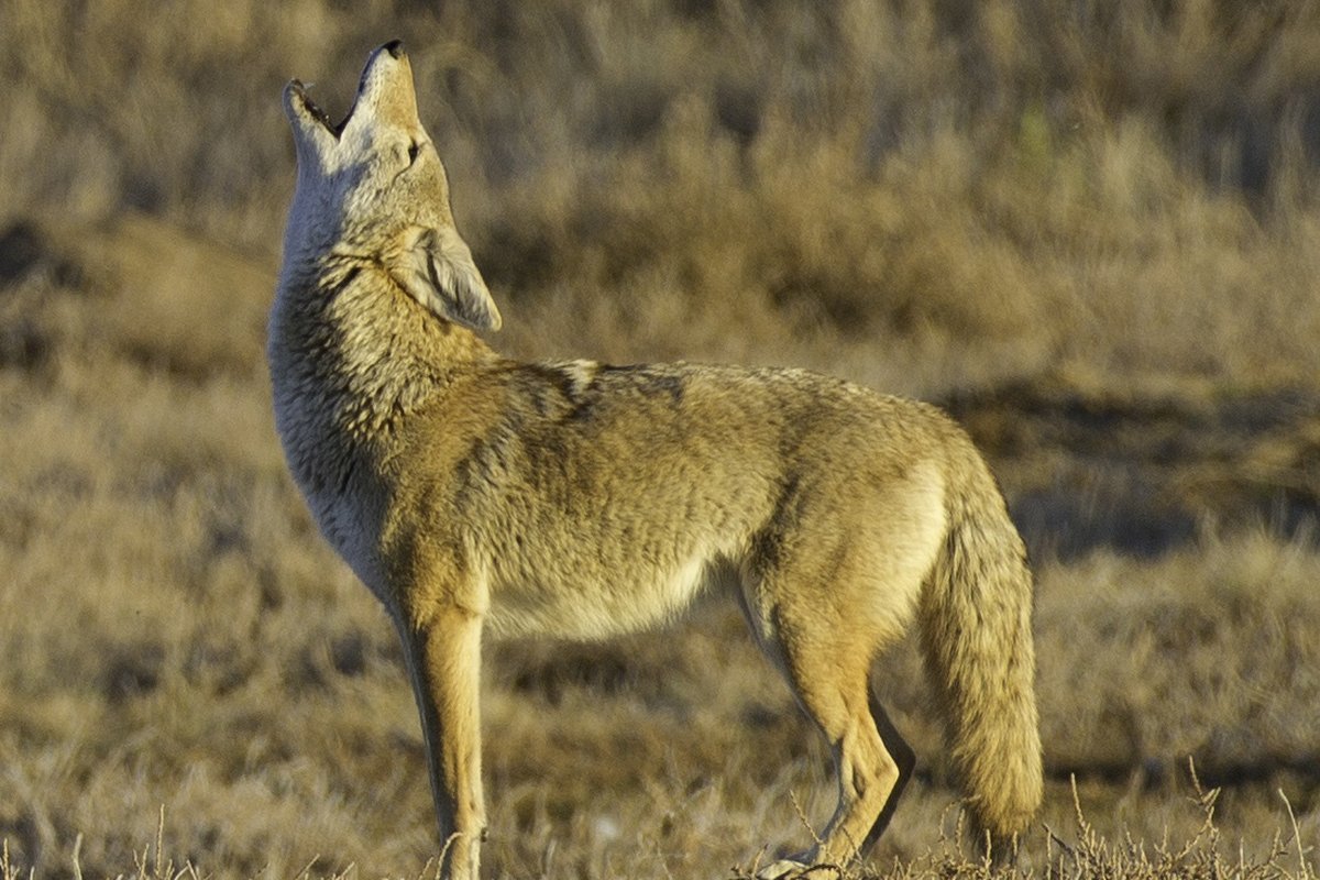 Colorado Predator Hunts