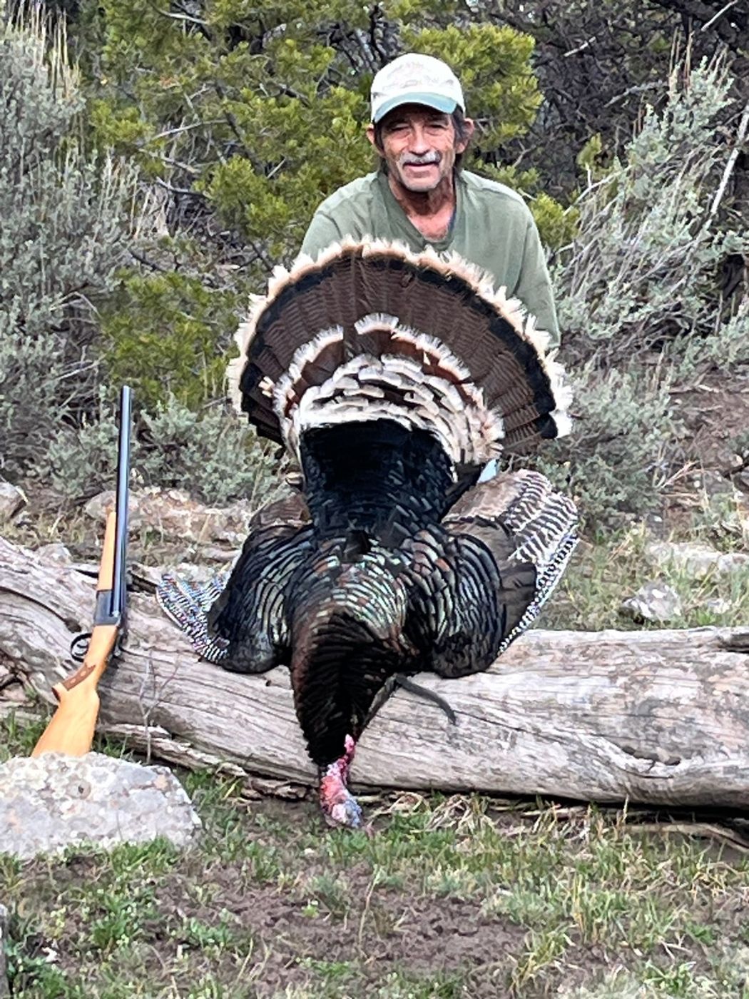 Colorado Spring Turkey Hunts