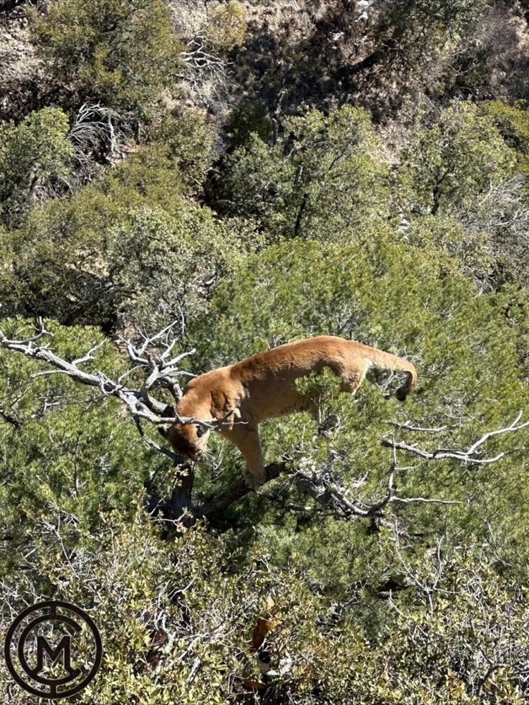 Colorado mountain lion treed on a Ridgeline Wilderness hound hunt